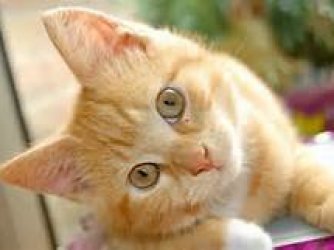 gato